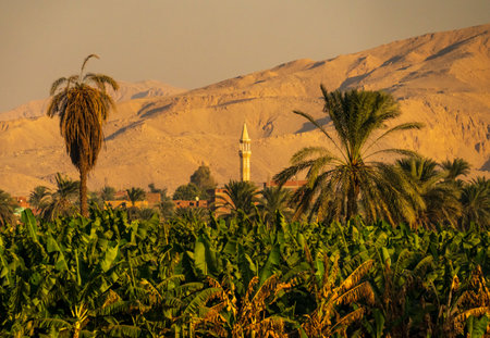 Narrow strip of banana farmland with village behind and large sand mountain of Sahara desert by banks of Nile Riverの写真素材