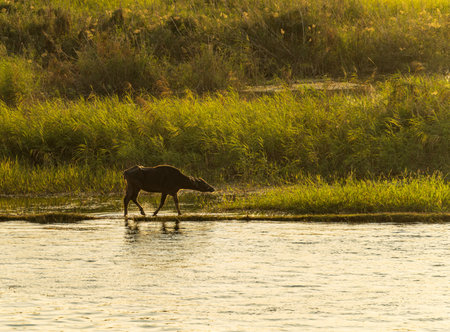 A water buffalo or cow crossing a shallow part of the Nile, with green grasses lining the banks at sunsetの写真素材