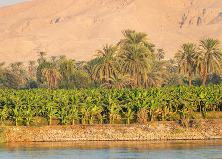 Narrow strip of banana farmland with village behind and large sand mountain of Sahara desert by banks of Nile Riverの写真素材