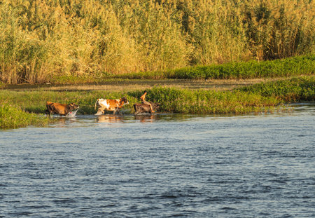 Teenage boy riding a cow or water buffalo along the banks of the River Nile in Egyptの写真素材