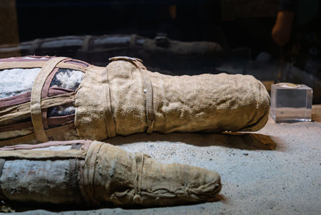 Mummified remains of two crocodiles representing Sobek from Kom Ombo temple, Egyptの写真素材