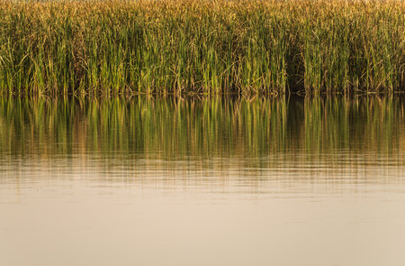The still water reflects the reeds and their golden reflections under a beautiful, hazy sky.の写真素材