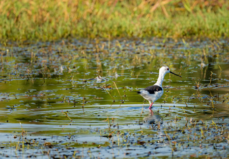Single black winged stilt wading in shallow water alongside the banks of the River Nile in Aswan...