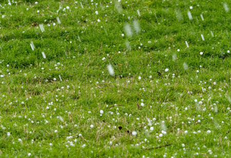 A close-up shot of hailstones scattered across a vibrant green grassy lawn during a storm.の写真素材