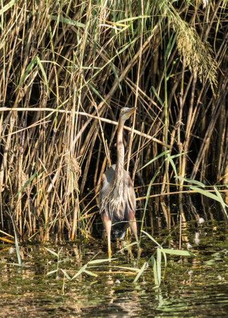 Single grey heron bird standing in shallow water and reeds on edge of Nile river near Aswan, Egyptの写真素材