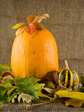 Still life with two pumpkinの写真素材