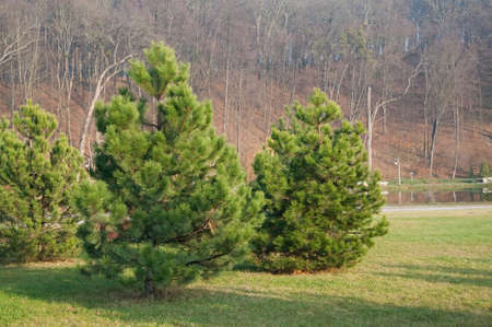 a young tree in a city park in autumnの写真素材