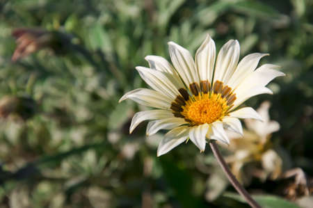 daisy flower on green backgroundの写真素材