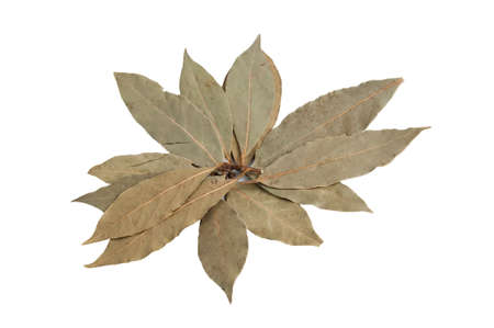 a lot of bay leaves on a white backgroundの写真素材