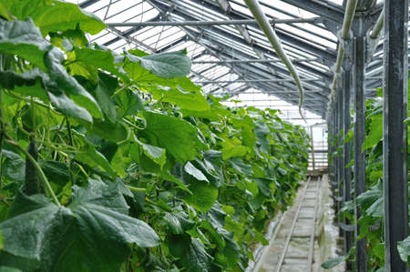 greenhouse cucumbersの写真素材