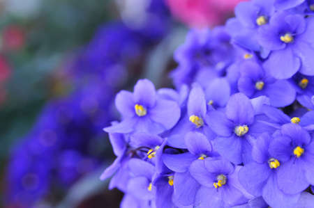blue flowers, can be used as background