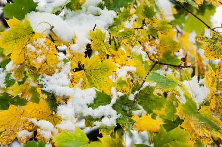 fallen leaves in the snowの写真素材