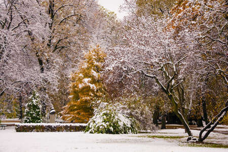 beautiful autumn park in the snowの写真素材