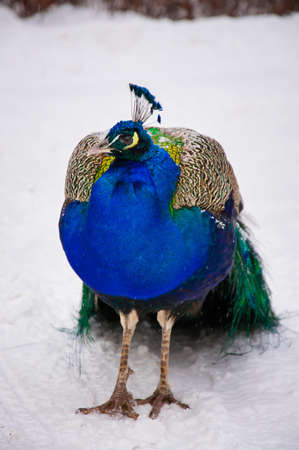 beautiful peacock in a winter parkの写真素材