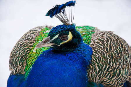 beautiful peacock in a winter parkの写真素材