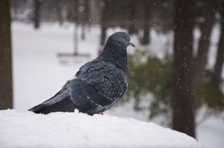 gray pigeon in winter parkの写真素材