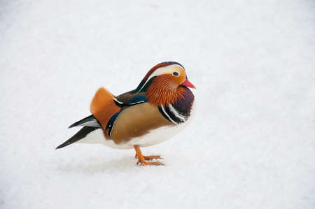 beautiful duck standing on the snowの写真素材
