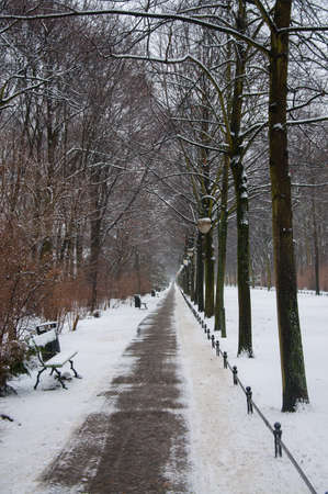 Tiergarten winter park in Berlinの写真素材