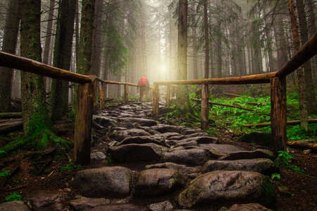 stone road in the forestの写真素材