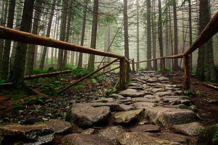 stone road in a coniferous forest in the mountainsの写真素材