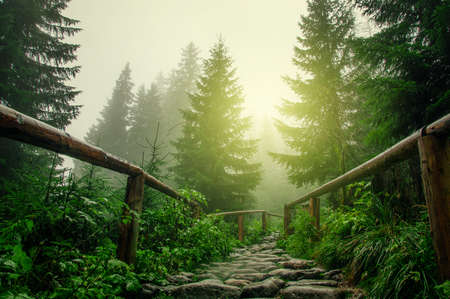 stone road in a coniferous forest in the mountainsの写真素材