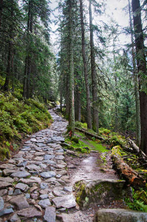 stone trail in a pine forestの写真素材