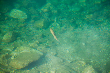 small fish in the waterの写真素材