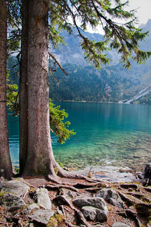 pines on the shore of a mountain lakeの写真素材