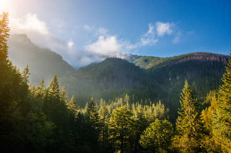 pine forest in the mountainsの写真素材