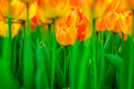 beautiful tulips close-upの写真素材