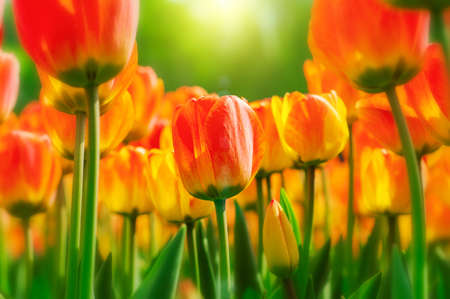 beautiful tulips close-upの写真素材