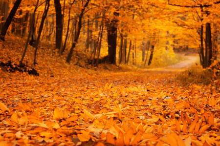 Autumn park with orange leavesの写真素材