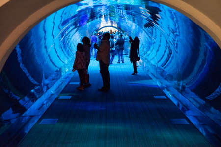 DUBAI, UAE - MARCH 3: View of the aquarium at Dubai Mall in Dubai, on March 3, 2014. It is the largest indoor aquarium in the world at a length of 50 meters.のeditorial素材