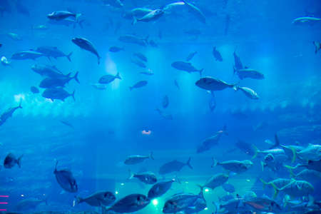 DUBAI, UAE - MARCH 3: View of the aquarium at Dubai Mall in Dubai, on March 3, 2014. It is the largest indoor aquarium in the world at a length of 50 meters.のeditorial素材