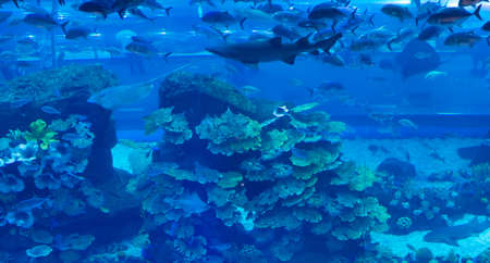 DUBAI, UAE - MARCH 3: View of the aquarium at Dubai Mall in Dubai, on March 3, 2014. It is the largest indoor aquarium in the world at a length of 50 meters.のeditorial素材