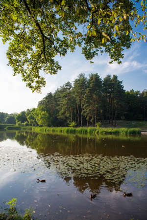 beautiful summer park with a lakeの写真素材