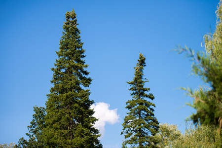 the tip of the high pines against the blue skyの写真素材