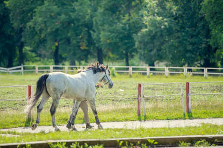 horse on a background of field and treesの写真素材