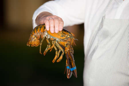 lobster in the hands of the cookの写真素材