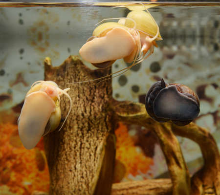 beautiful snail in the aquariumの写真素材