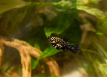 beautiful fish in the aquariumの写真素材