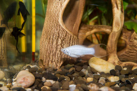 beautiful fish in the aquariumの写真素材