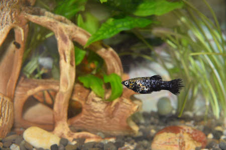 beautiful fish in the aquariumの写真素材