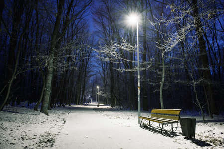 Bench in night winter parkの写真素材