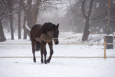 beautiful horse in the winter outdoorsの写真素材