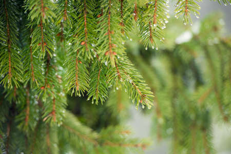 beautiful pine branch in drops