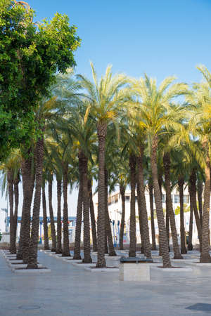 Palm Park in Jerusalem in the afternoonの写真素材