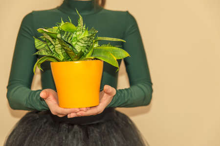 woman holding a vase in the background wallの写真素材