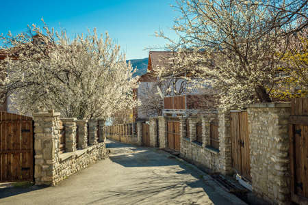 street in Mtskheta with flowering trees