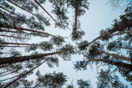 tops of treesの写真素材